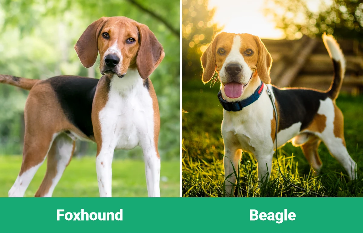 Foxhound vs Beagle - Visual Differences