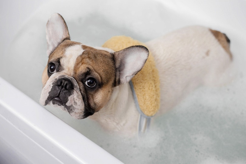 9 Common French Bulldog Colors (With Pictures) – Dogster