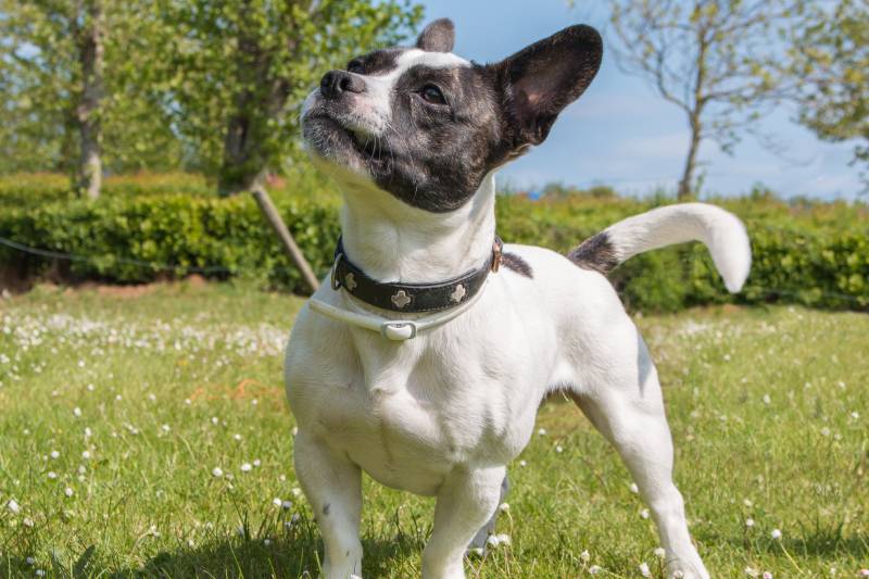 French bulldog and Parson Russell Terrier mixed-breed dog
