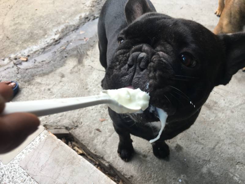 French bulldog eating the yogurt with a spoon by owner