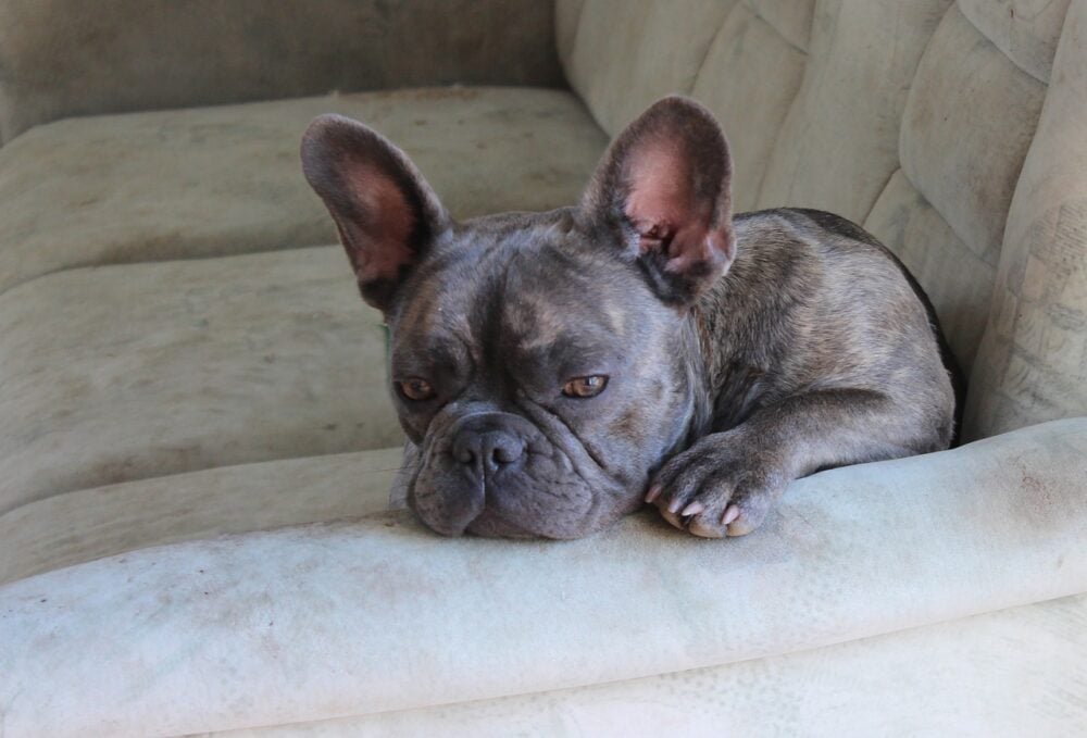 French bulldog on a couch
