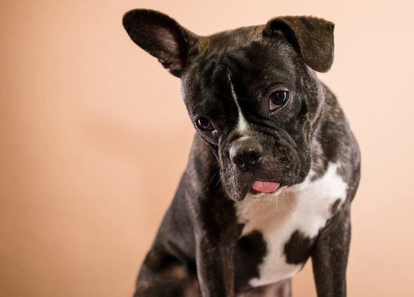 Frenchton (French Bulldog x Boston Terrier)