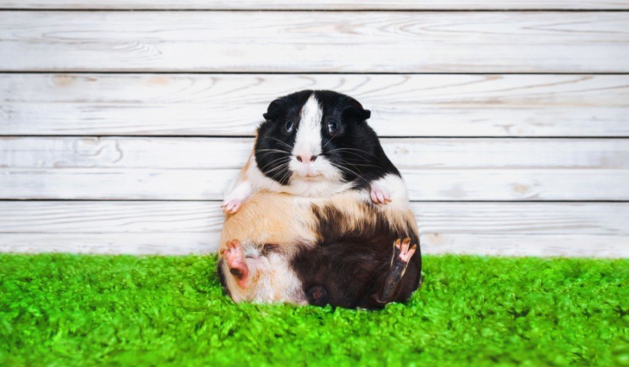 Funny fatly and lazy guinea pig_shchus_shutterstock