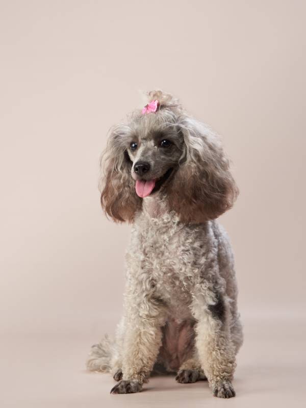 Funny small poodle dog on a beige background