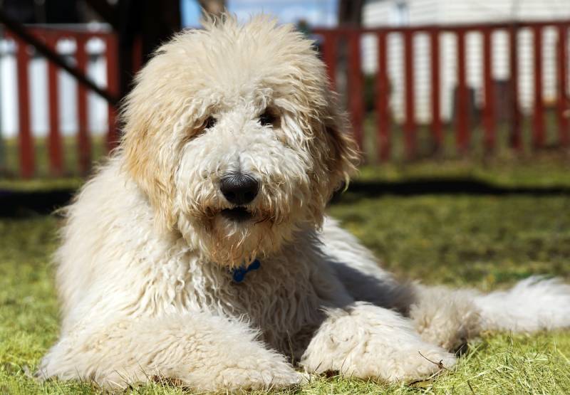 Furry goldendoodle dog in the yard