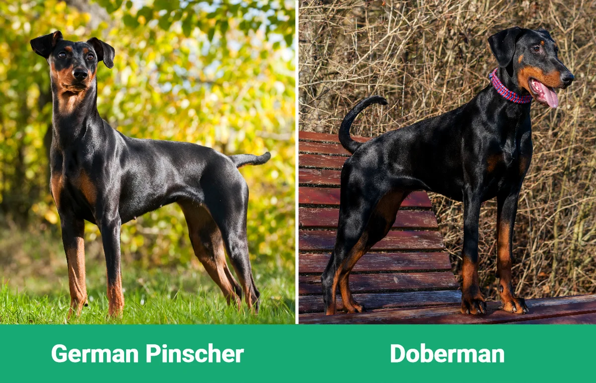 German Pinscher vs Doberman - Visual Differences