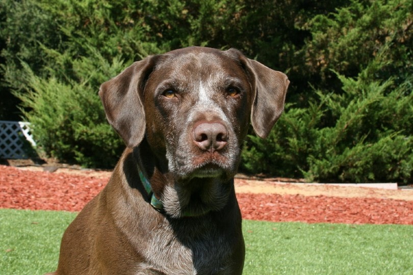 German Shorthaired Lab (German Pointer & Lab Mix): Pictures, Guide ...