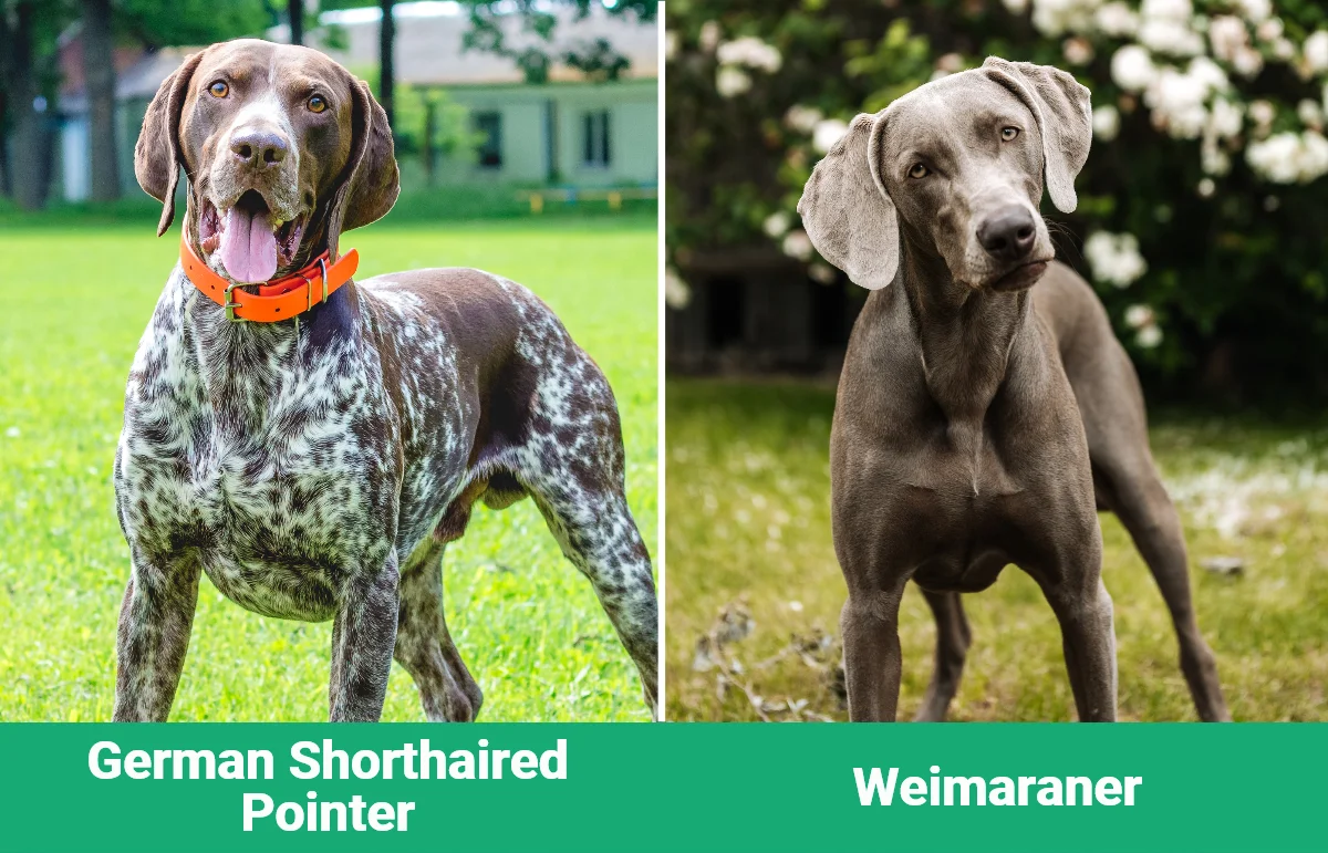 German Shorthaired Pointer vs Weimaraner - Visual Differences