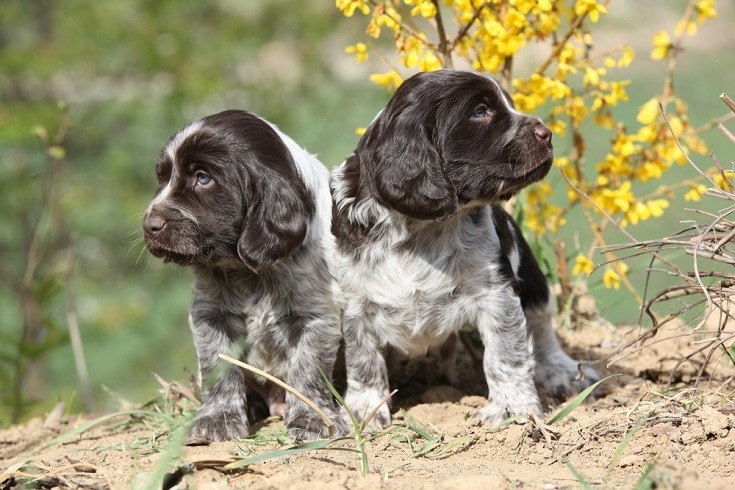 German Spaniel puppies