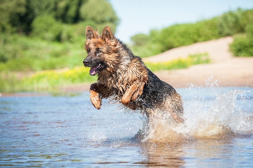 German-shepherd-dog-playing-in-water_Rita_Kochmarjova_shutterstock