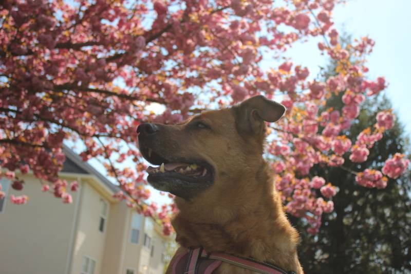 German shepherd/lab mix dog with pretty cherry blossom tree background