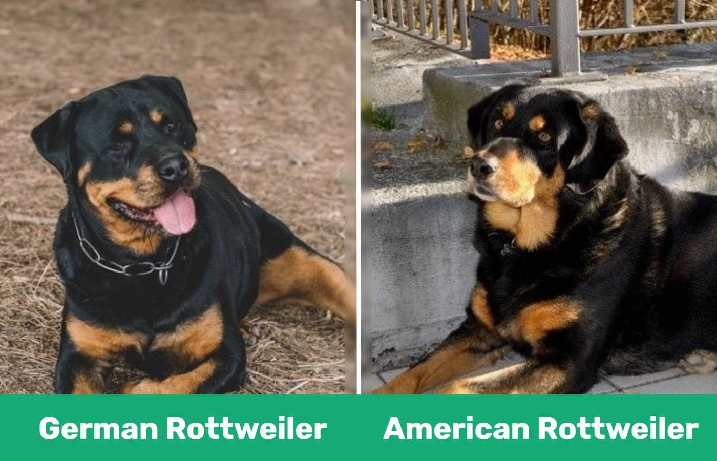 German vs American Rottweiler