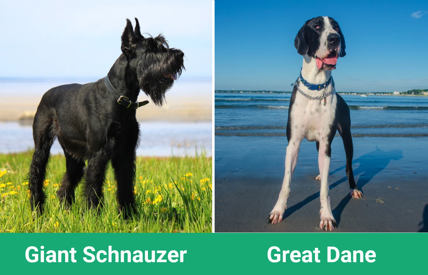 Giant Schnauzer vs Great Dane - Visual Differences