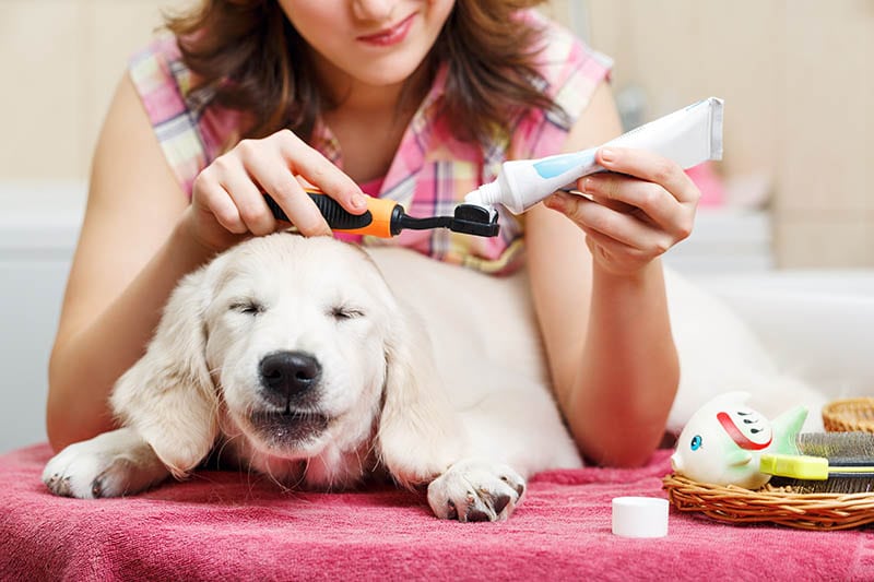 Girl owner is cleaning teeth of retriever puppy after shower