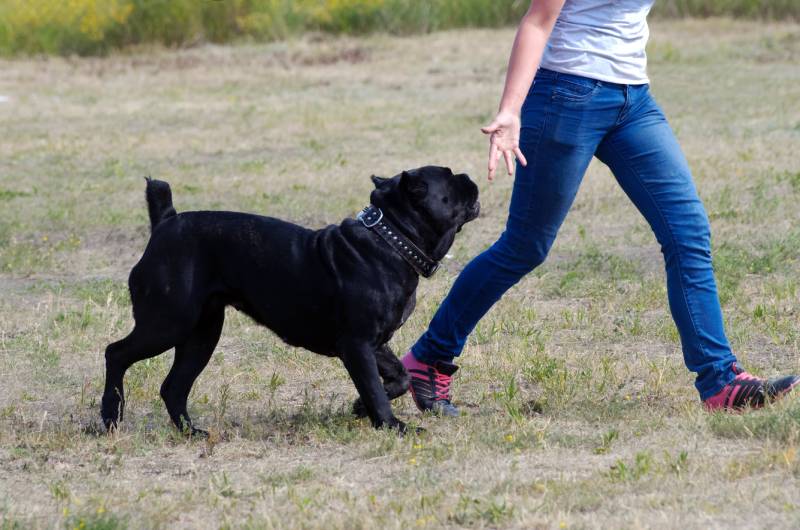 Girl with a big black dog walks through the park