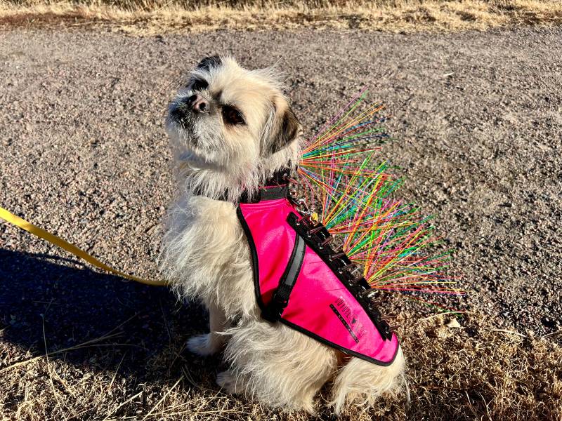 Gizmo sitting wearing CoyoteVest with rainbow whiskers