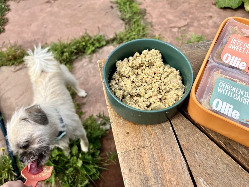 Gizmo white dog licking scoop with Ollie dog food chicken recipe in bowl