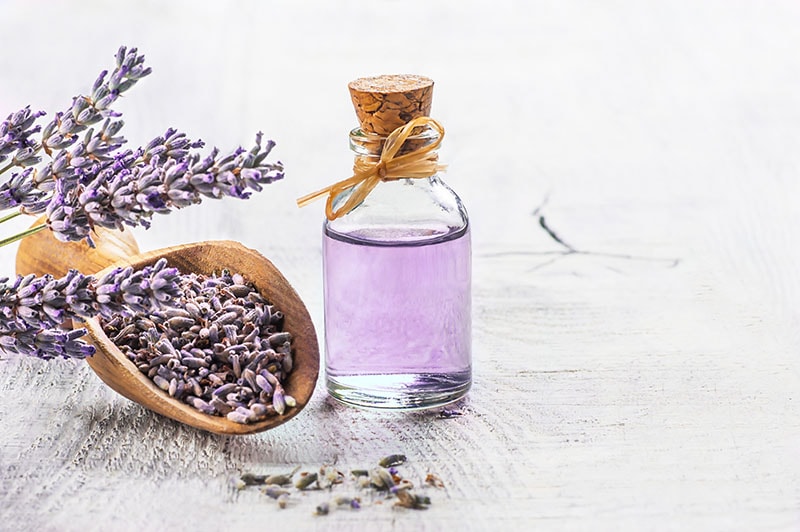Glass bottle of Lavender essential oil with fresh lavender flowers