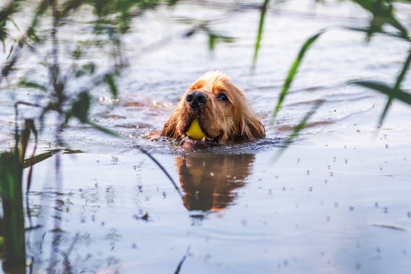 Golden Cocker Spaniel puppy dog swimming in a lake with a yellow ball in his mouth