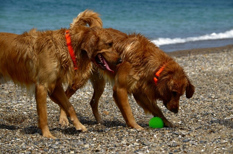 Golden Irish dogs at the beach