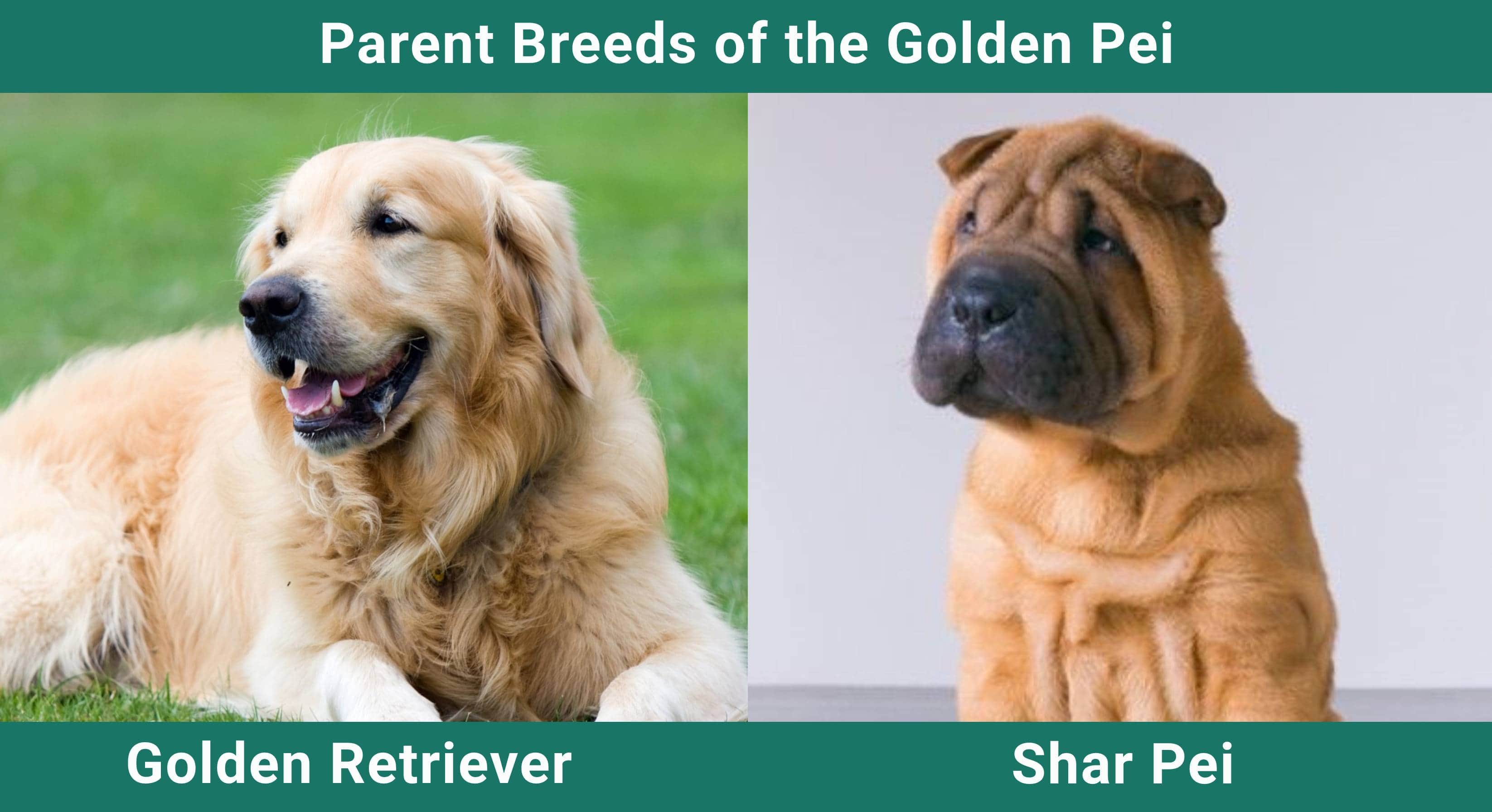 Golden Pei Parent Breeds