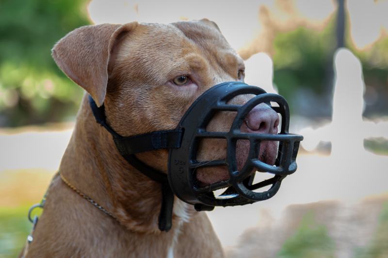 Golden Pit Bull Terrier with a black leather muzzle