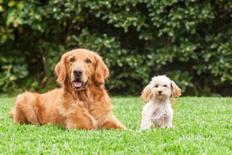 golden retriever and bichon frise dogs in the meadow