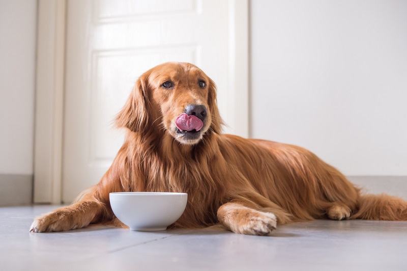 A Golden Retriever eating dog food