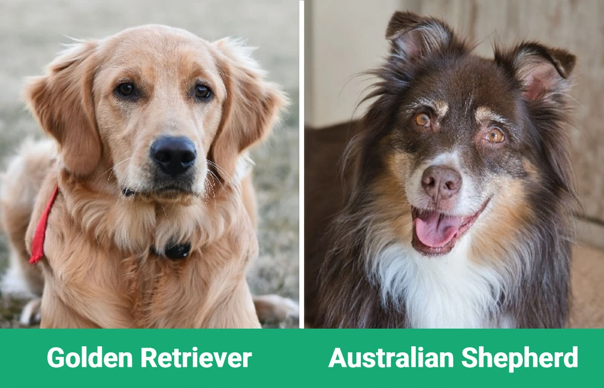 Golden Retriever vs Australian Shepherd - Visual Differences