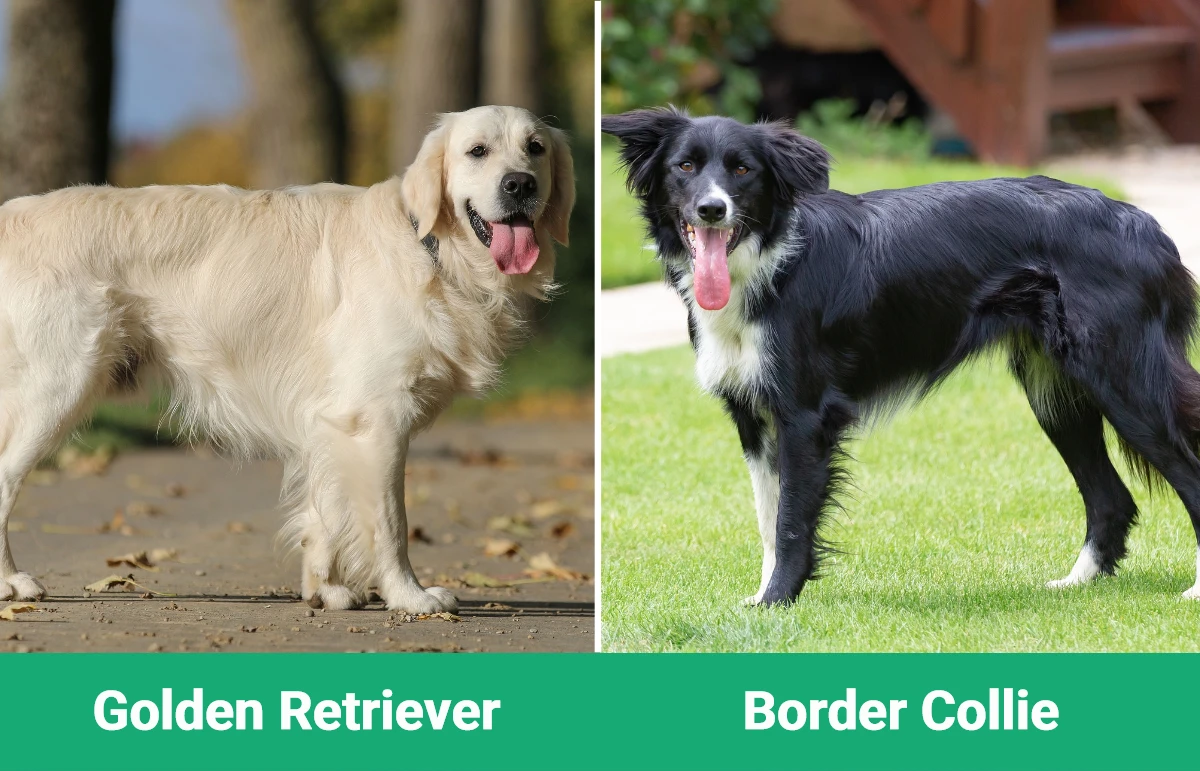 Golden Retriever vs Border Collie - Visual Differences