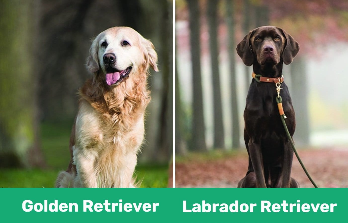 Golden Retriever vs Labrador- side by side