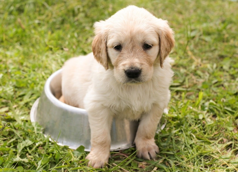 Golden retriever puppy sitting on bowl