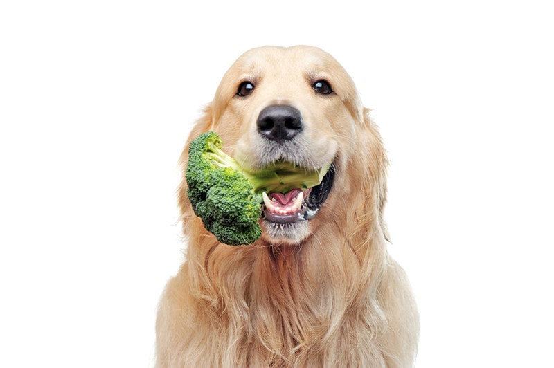 Golden retriever with broccoli in mouth