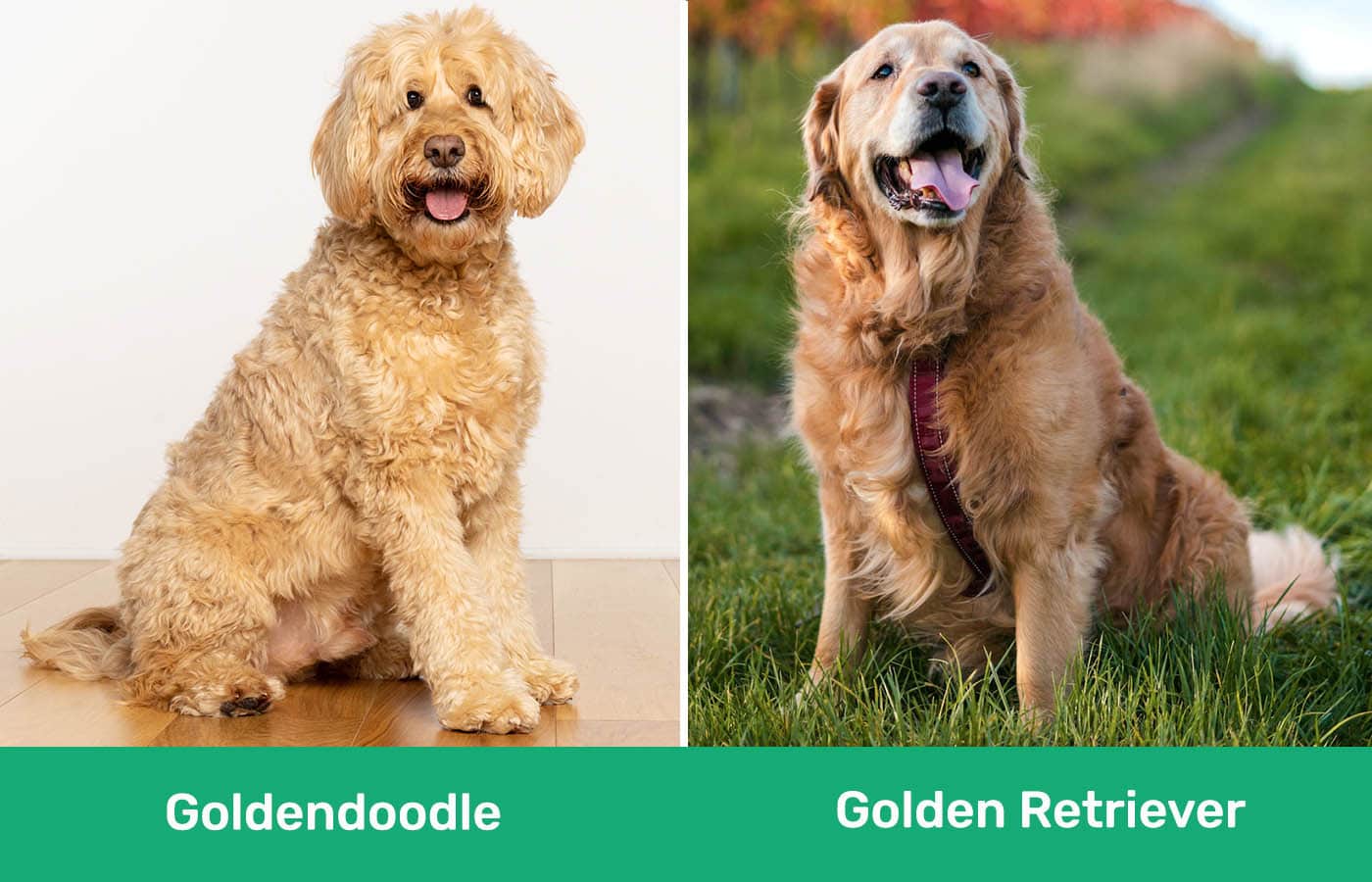 Goldendoodle vs Golden Retriever side by side