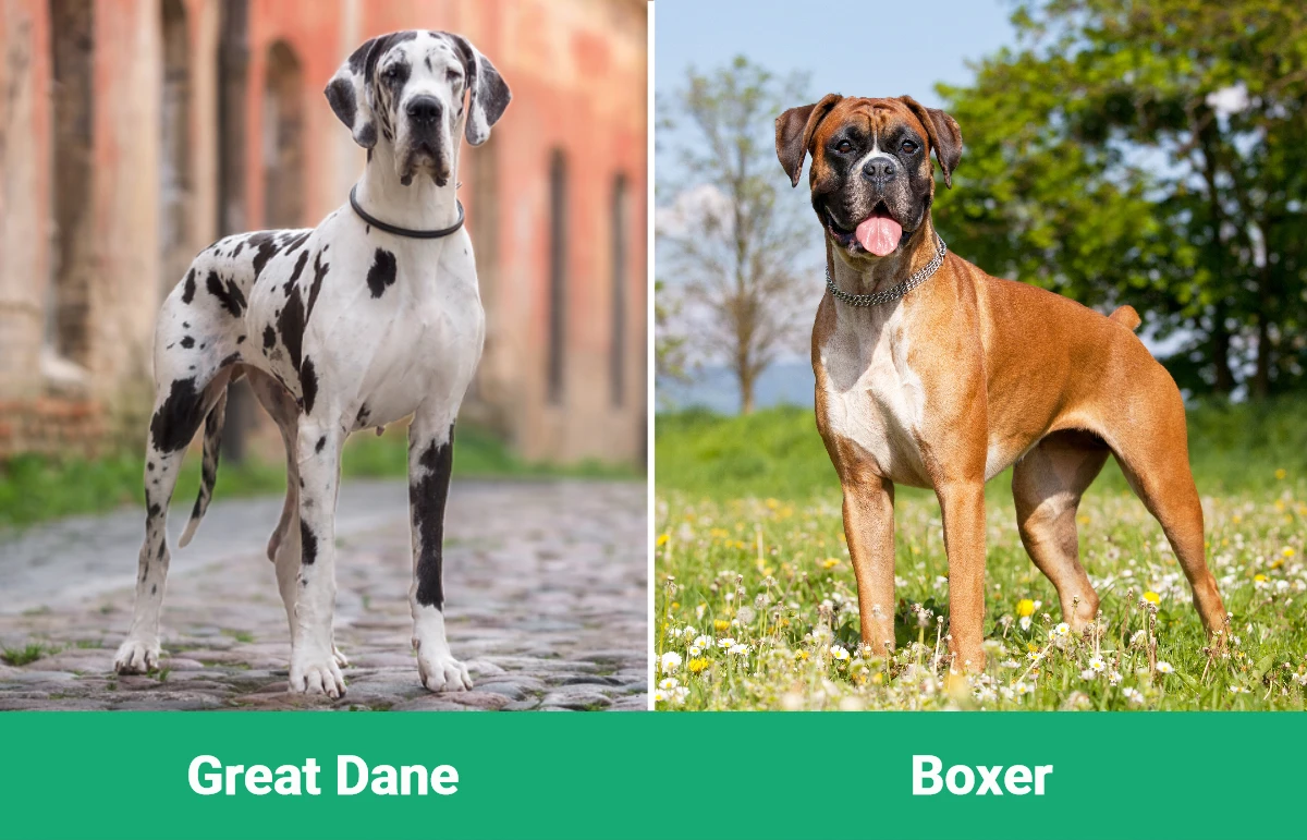Great Dane vs Boxer - Visual Differences