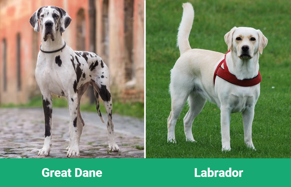 Great Dane vs Labrador - Visual Differences