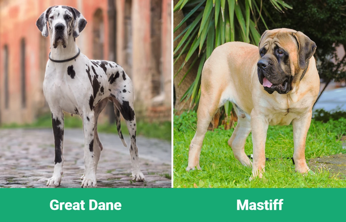 Great Dane vs Mastiff - Visual Differences