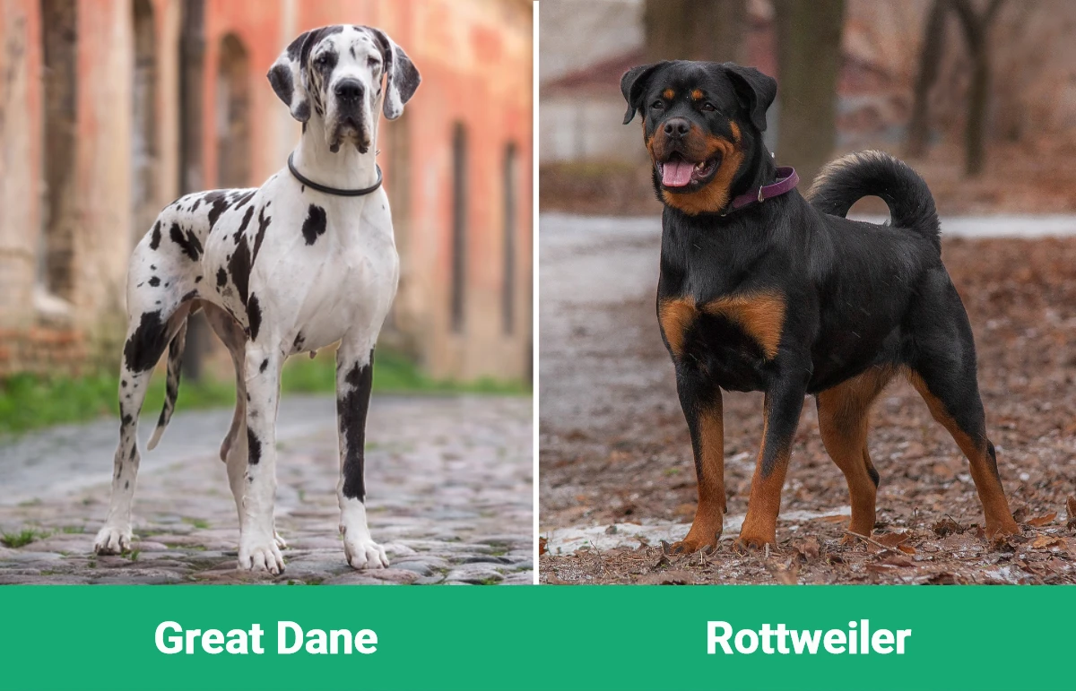 Great Dane vs Rottweiler - Visual Differences