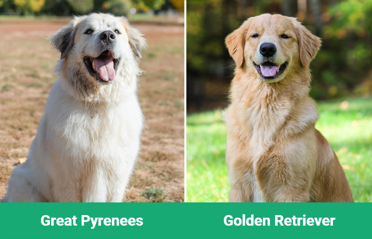 Great Pyrenees vs Golden Retriever - Visual Differences