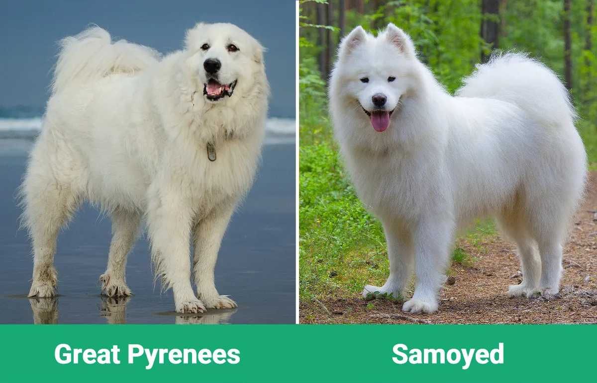 Great Pyrenees vs Samoyed - Visual Differences