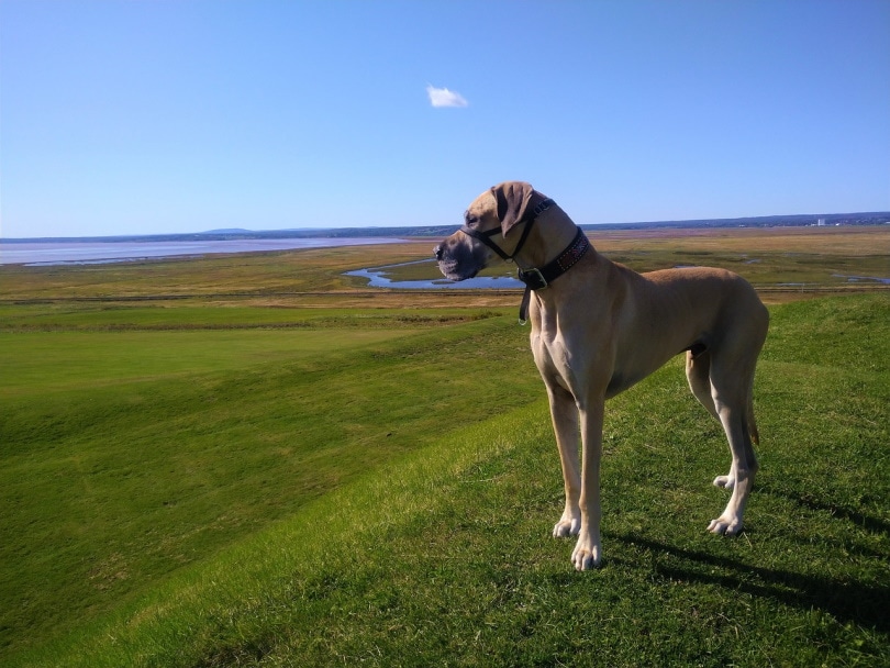 Great dane on top of a hill