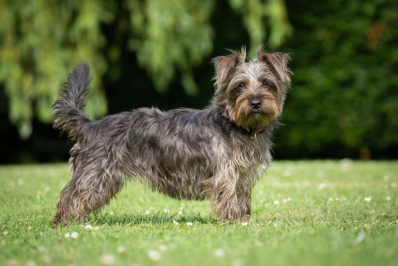 Grey and black Yorkie Russell in the grass