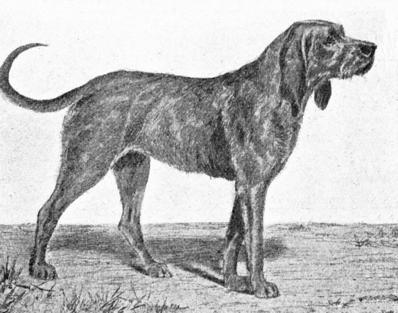 chien gris extinct dog breed illustration
