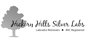 Hickory Hills Silver Labs