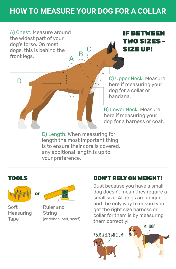 How to Measure Your Dog for a Collar Infographic