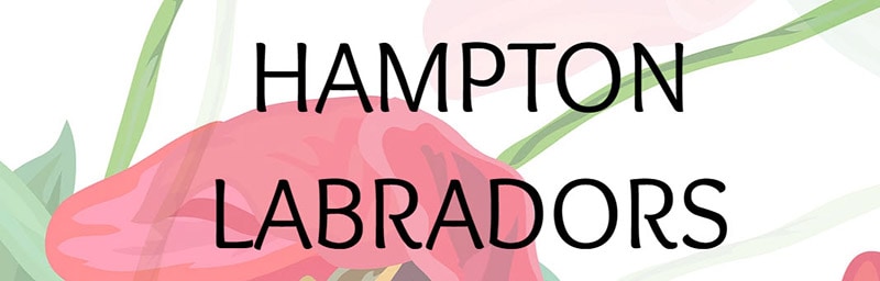 Hampton Labradors logo