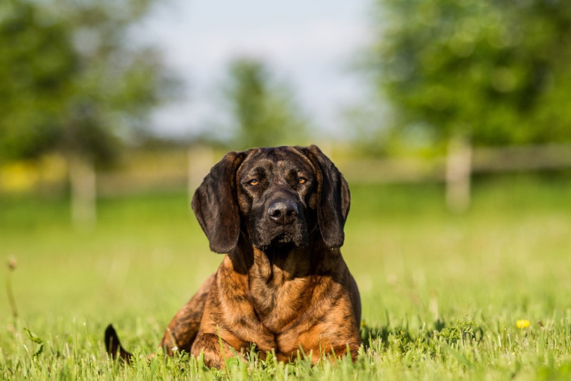 Hanoverian dog on green grass