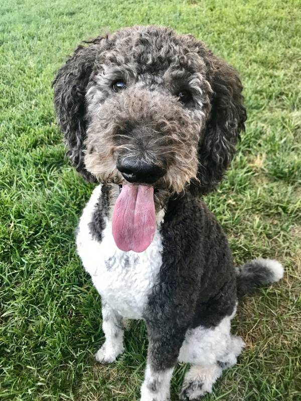 Happy Black and White Standard Parti-Colored Poodle