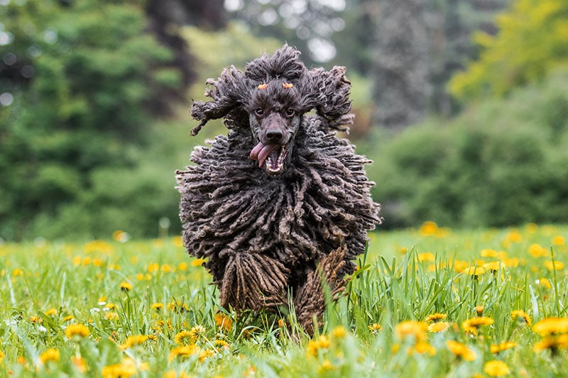 Happy Brown Corded Poodle Running