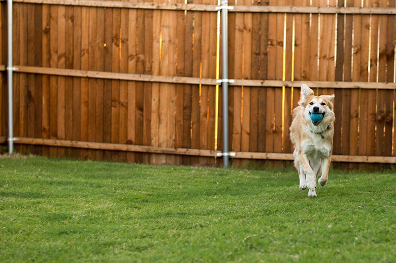Happy Dog Running Through Backyard with Ball